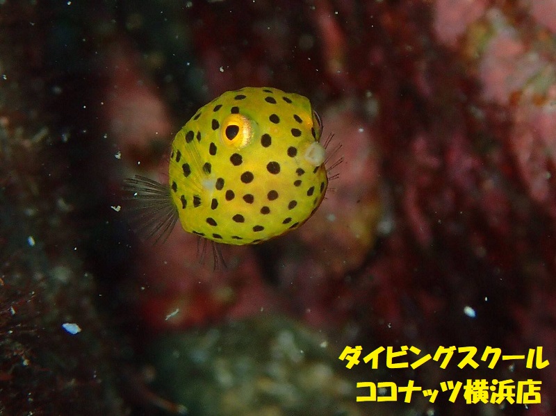 ななみんの水中紹介 幼魚編 横浜店ブログ